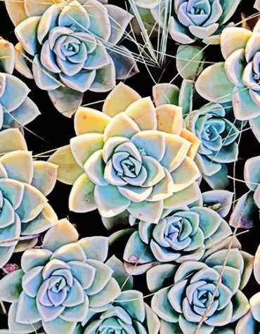 Green Aesthetic Succulents Paint By Numbers