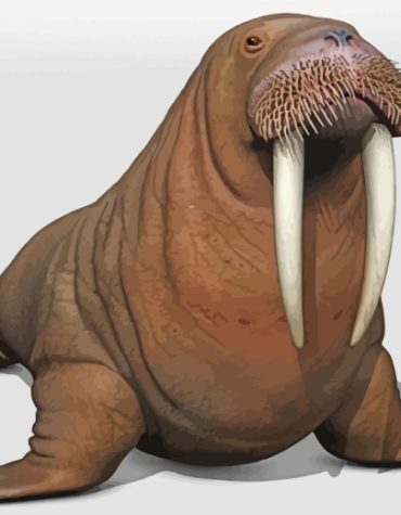 Aesthetic Marine Walrus Paint By Numbers