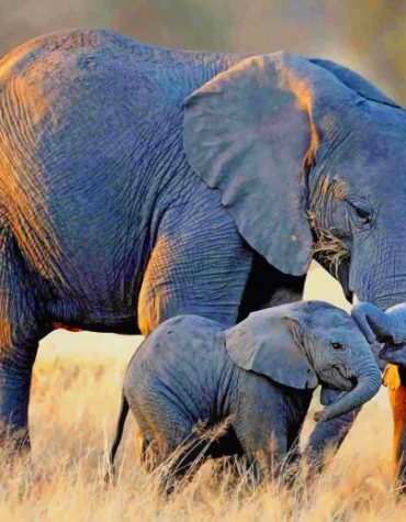 African Elephant Wildlife Paint By Numbers