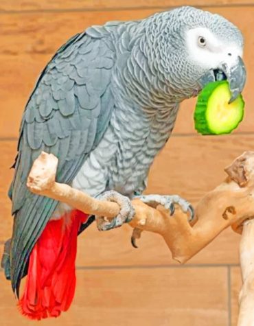 African Grey Parrot Paint By Numbers
