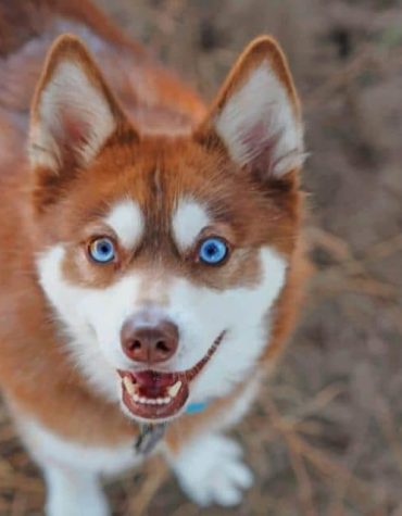 Alaskan Klee Kai Puppy Paint By Numbers