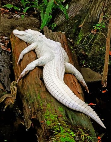 Albino Alligator Artwork Paint By Numbers