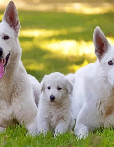 Alsatian White Dog Paint By Numbers