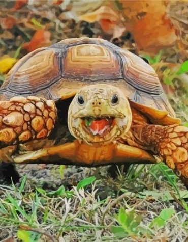 Majestic Tortoise Paint By Numbers