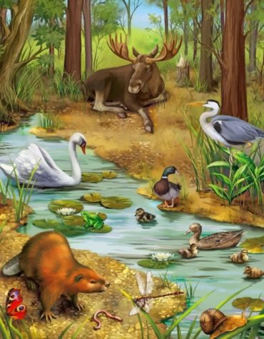 Wildlife Forest Adventure Paint By Numbers