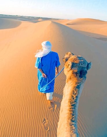 Desert Camels Scene Paint By Numbers