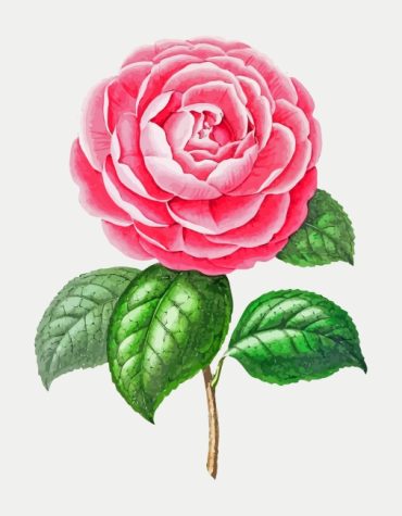 Pink Camellia Bloom Paint By Numbers