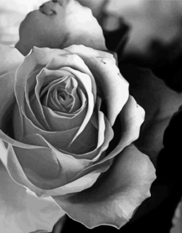 Aesthetic Monochrome Rose Paint By Numbers