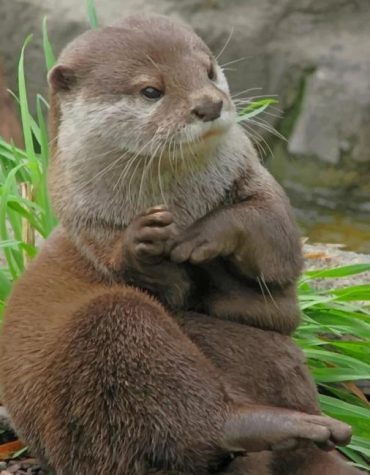 Asian Otter Nature Paint By Numbers