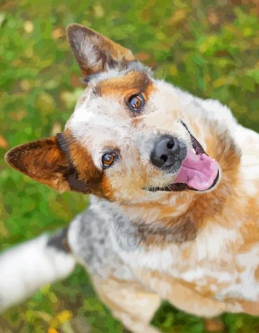 Aussie Cattle Dog Paint By Numbers