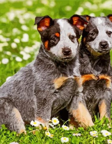 Australian Cattle Dog Companions Paint By Numbers