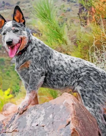 Aussie Cattle Dog Paint By Numbers