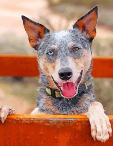 Aussie Heeler Colors Paint By Numbers
