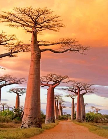 Avenue of Baobabs Nature Paint By Numbers