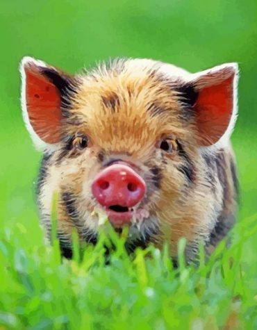 Baby Boar Wildlife Paint By Numbers