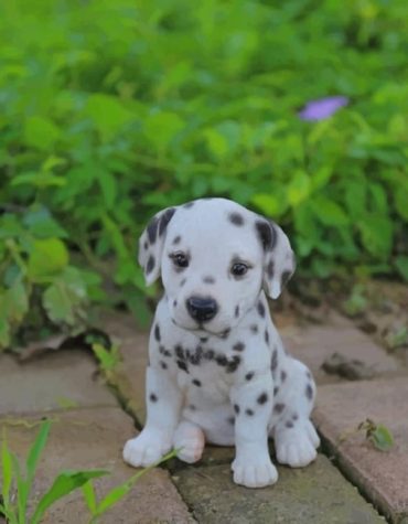 Dalmatian Puppy Paint By Numbers