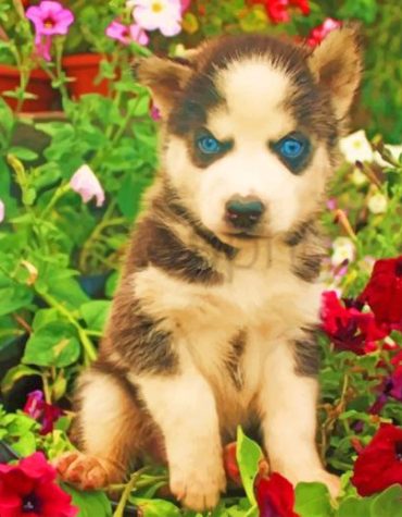 Brown Husky Puppy Paint By Numbers