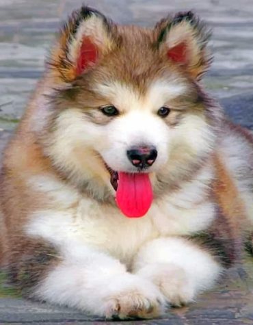 Brown Husky Puppy Paint By Numbers