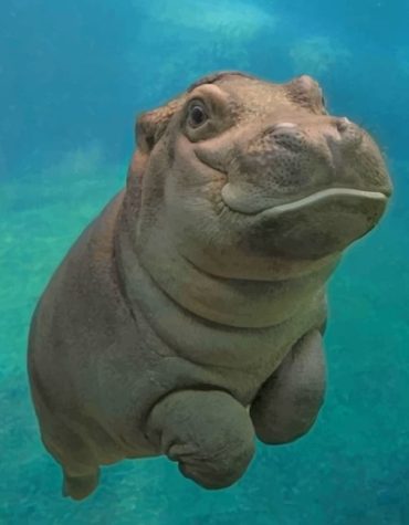 Baby Hippo Adventures Paint By Numbers