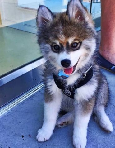 Brown Husky Puppy Paint By Numbers