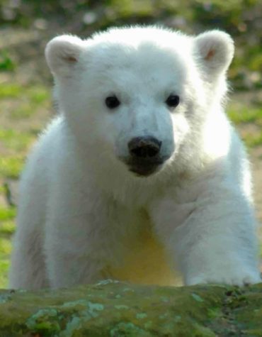 Polar Bear Knut Paint By Numbers