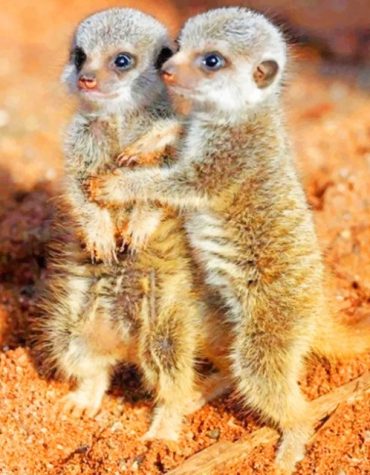 Adorable Meerkats Paint By Numbers