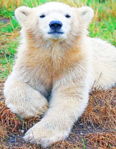 Polar Bear Baby Paint By Numbers