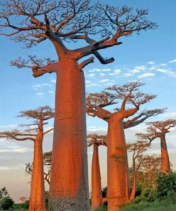 Majestic Baobab Landscapes Paint By Numbers