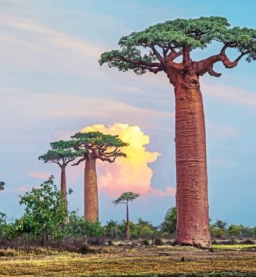 Majestic Baobab Landscapes Paint By Numbers