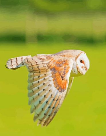 Majestic Barn Owl Paint By Numbers