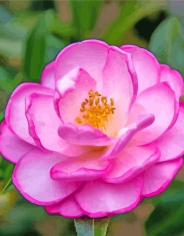 Pink Camellia Flowers Paint By Numbers