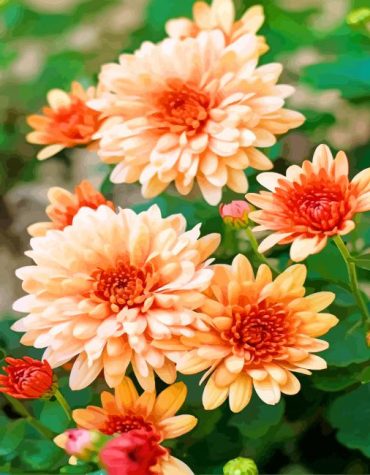 Chrysanthemum Flower Paint By Numbers