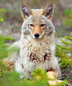 Coyote Wildlife Paint By Numbers