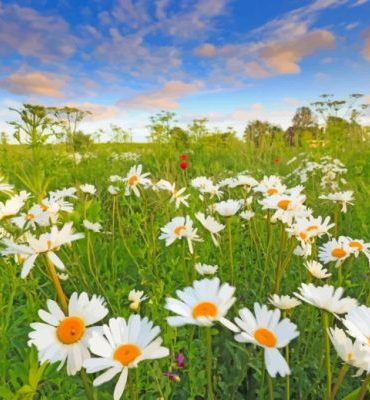 Beautiful Daisy Flowers Paint By Numbers