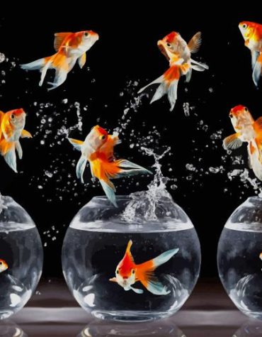 Golden Fish Serenity Paint By Numbers