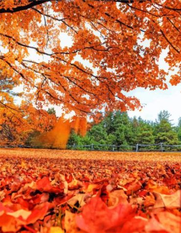 Autumn Forest Scene Paint By Numbers