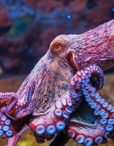Colorful Octopus Sea Life Paint By Numbers