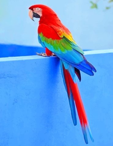 Colorful Parrot Paint By Numbers