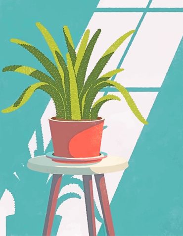Indoor Plant Paint By Numbers