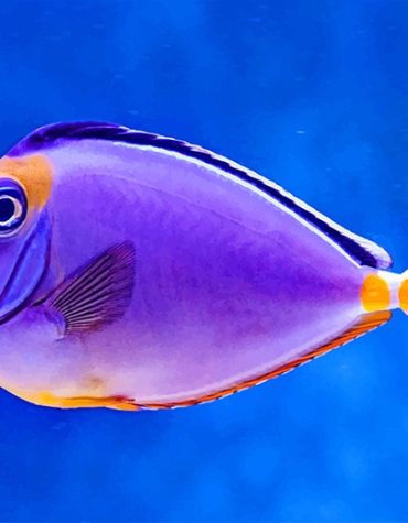 Purple Ocean Fish Paint By Numbers