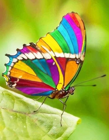 Colorful Butterfly Dreams Paint By Numbers