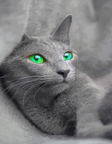 Russian Blue Cat Paint By Numbers