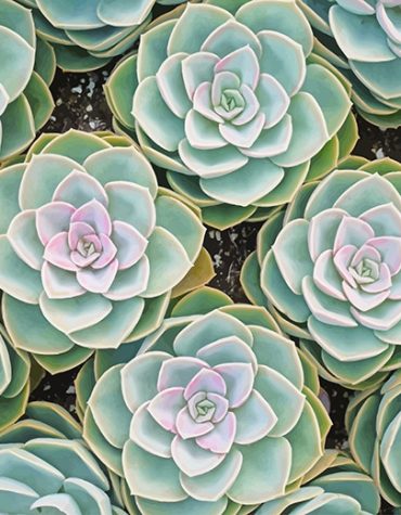Green Succulent Beauty Paint By Numbers