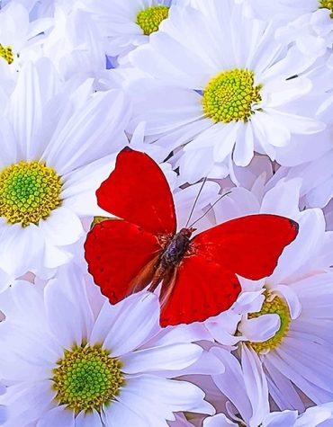 Red Butterfly with White Flowers Paint By Numbers