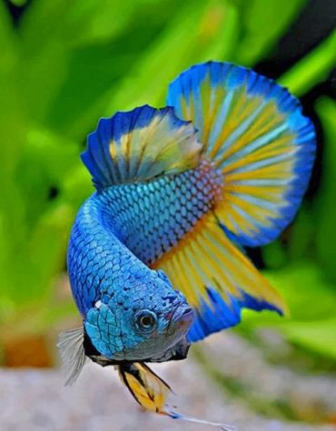 Betta Fighting Fish Paint By Numbers