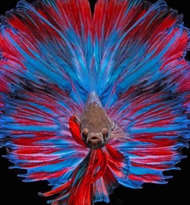 Betta Fish Fighter Paint By Numbers