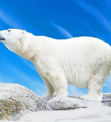 Polar Bear Arctic Paint By Numbers