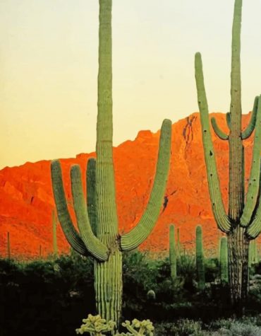 Big Cactus Landscape Paint By Numbers