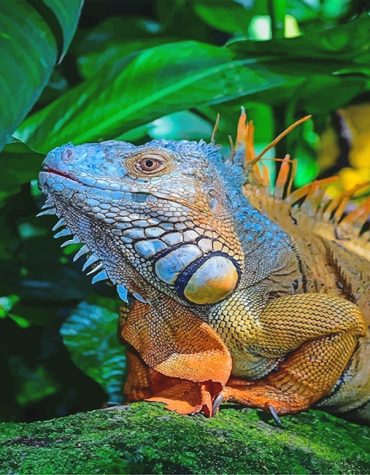 Colorful Iguana Nature Paint By Numbers