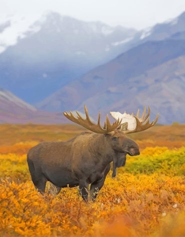 Majestic Bull Moose Forest Paint By Numbers
